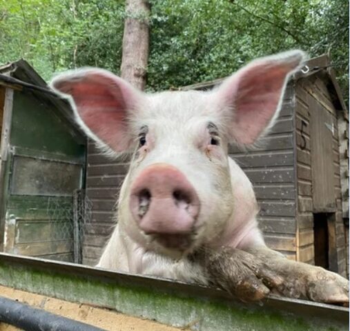 Keith Moon pig with large ears looking over fence. From Pigs in the Wood sanctuary